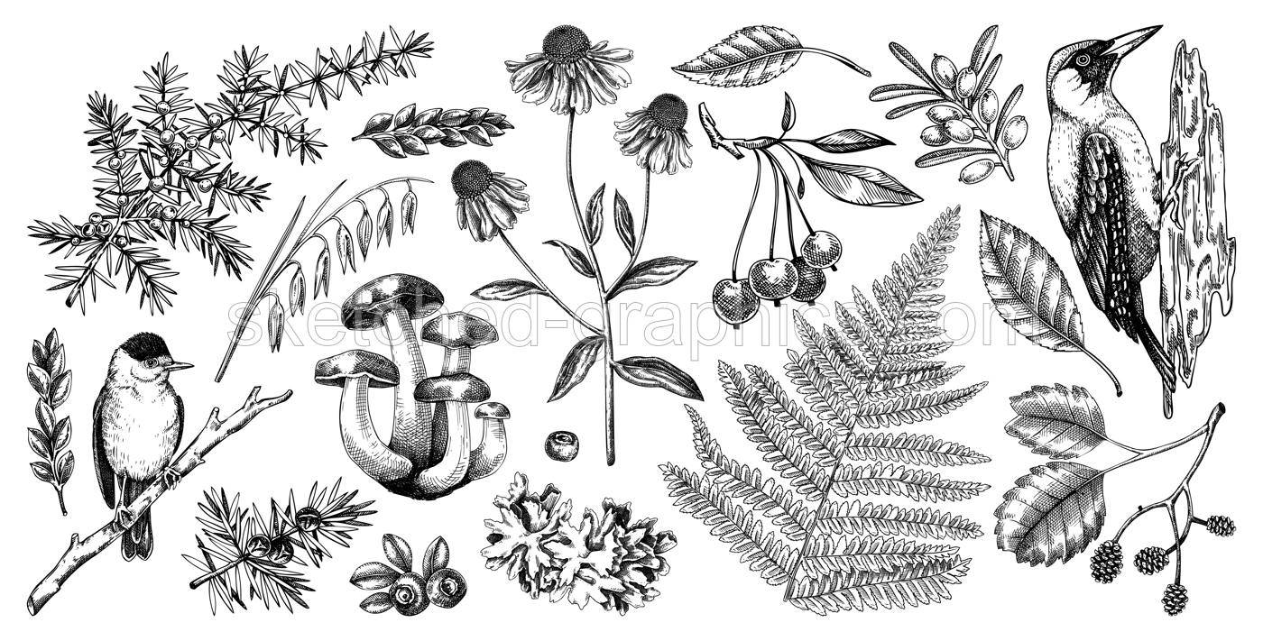 Autumn forest design elements. Hand drawn botanical illustrations of fall leaves, ferns, berries, and birds. Vintage fall plants sketches. NOT AI generated Illustration